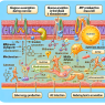 Understanding mildronate dihydricum's role in energy metabolism during exercise